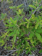 Vitex mollis