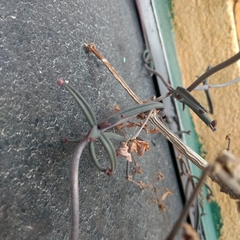 Kalanchoe beauverdii