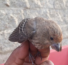 Haemorhous mexicanus