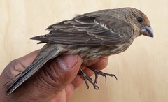 Haemorhous mexicanus