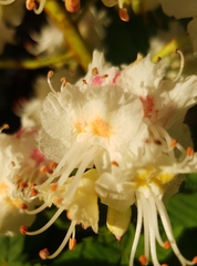 Aesculus hippocastanum