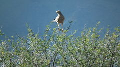 Melierax canorus canorus