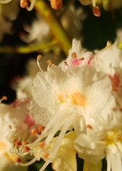 Aesculus hippocastanum