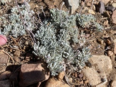 Eriogonum kennedyi