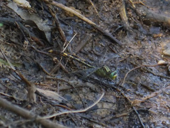 Arigomphus villosipes