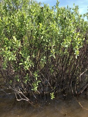 Myrica