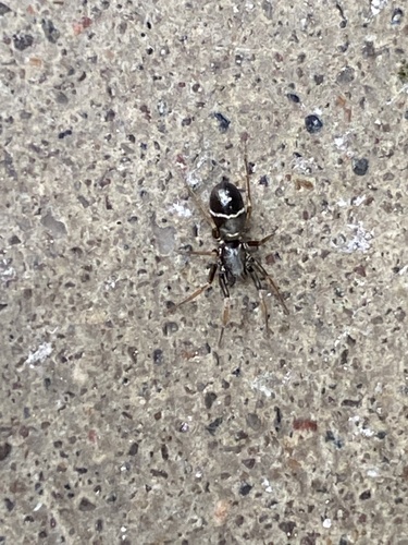 Glossy Ant-spider photo 4