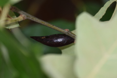 Amphibolips acuminata
