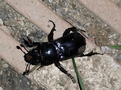 Nicrophorus germanicus