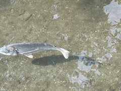 Acanthopagrus schlegelii