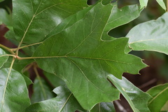 Amphibolips acuminata