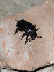 Nicrophorus germanicus