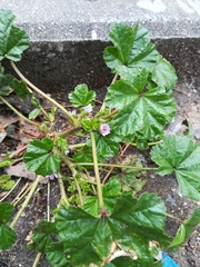 Malva