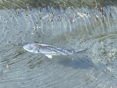 Acanthopagrus schlegelii