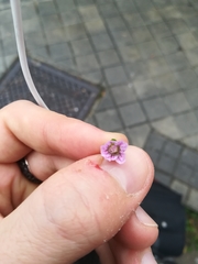 Malva