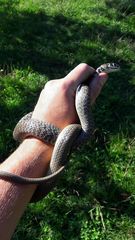 Hierophis viridiflavus carbonarius
