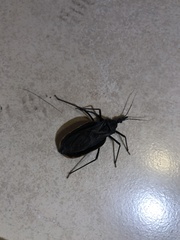 Triatoma recurva