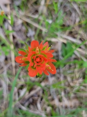 Castilleja coccinea