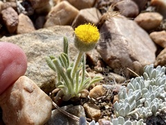 Erigeron aphanactis