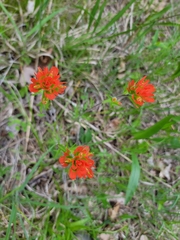 Castilleja coccinea