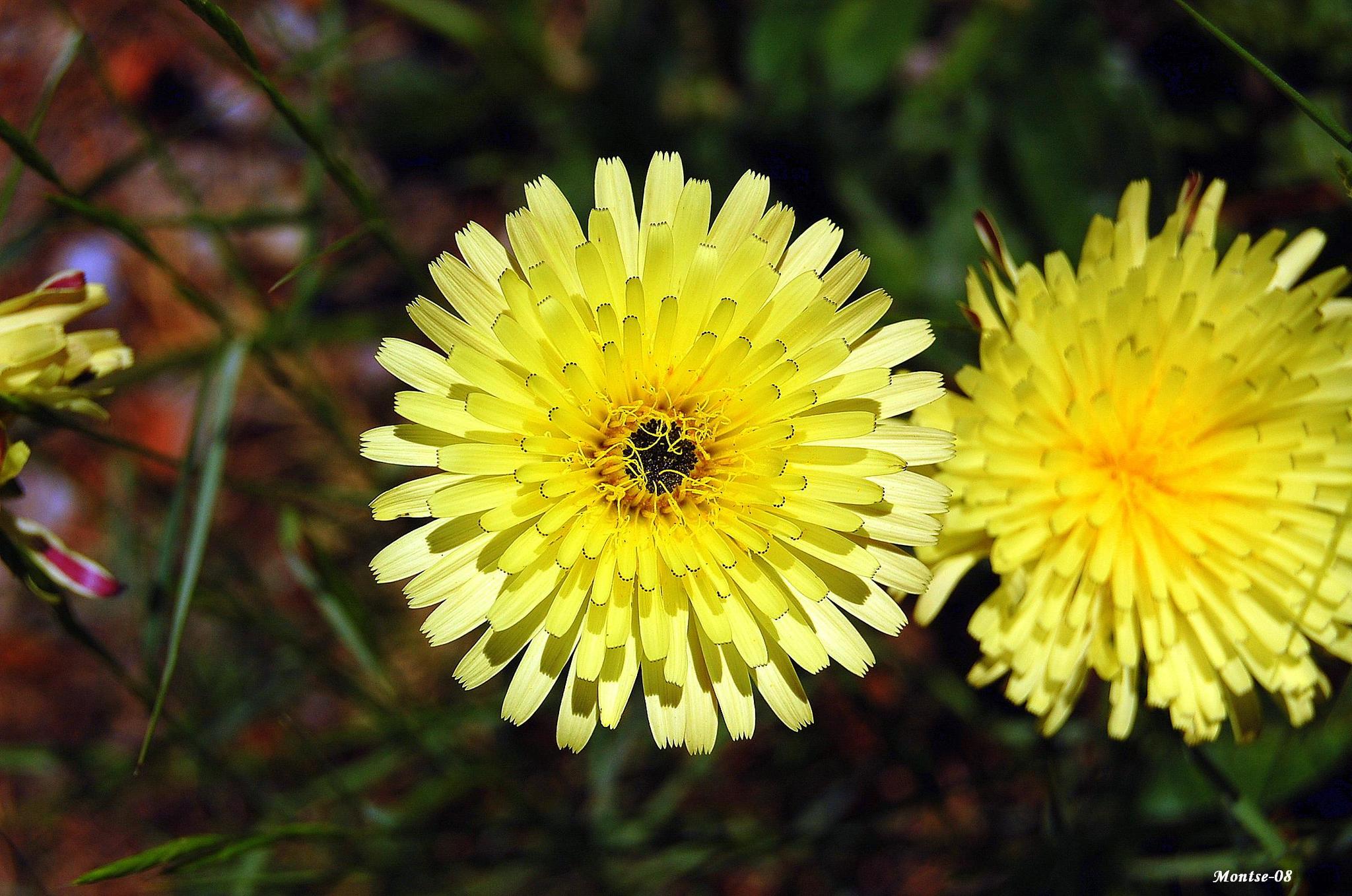 Urospermum