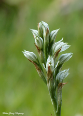 Chloraea philippii