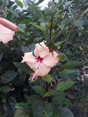 Hibiscus