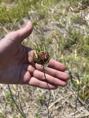 Allium vineale compactum