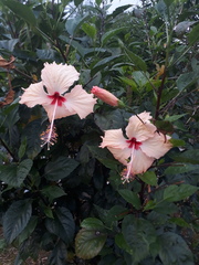 Hibiscus