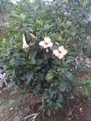 Hibiscus