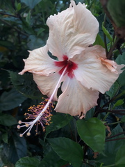 Hibiscus