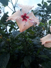 Hibiscus