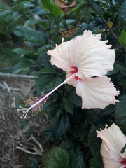 Hibiscus
