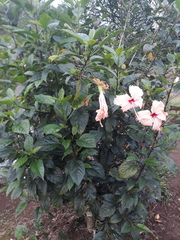 Hibiscus