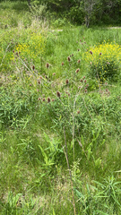 Dipsacus fullonum