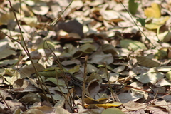 Aspidoscelis gularis