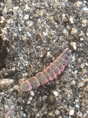 Microphotus angustus