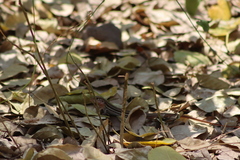 Aspidoscelis gularis