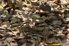 Aspidoscelis gularis