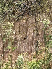 Baeolophus inornatus