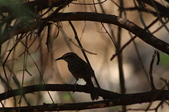 Campylorhynchus gularis