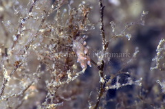 Eubranchus rupium