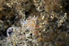 Eubranchus rupium