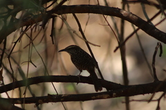 Campylorhynchus gularis