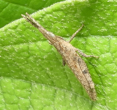 Algete brunneri