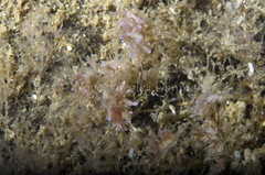 Eubranchus rupium