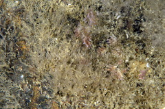 Eubranchus rupium