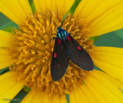 Cyanopepla fastuosa