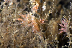 Eubranchus rupium