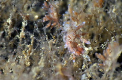 Eubranchus rupium